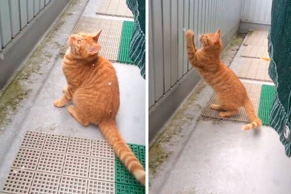 Dono registra gato brincando com neve pela primeira vez em vídeo fofo