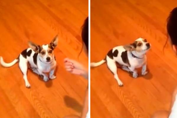 Cachorro com “crise de identidade” mia com a ajuda de sua dona e vídeo faz sucesso na internet