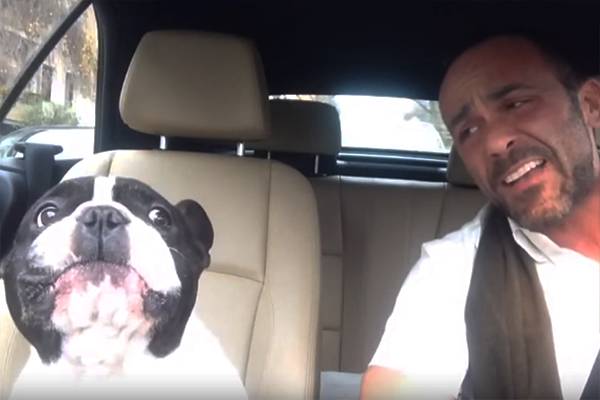 Buldogue francês e seu dono fazem dueto fofo ao som de Rihanna