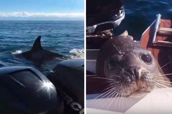 Após ser perseguida por 12 orcas famintas, foca encontra refúgio em barco de turismo