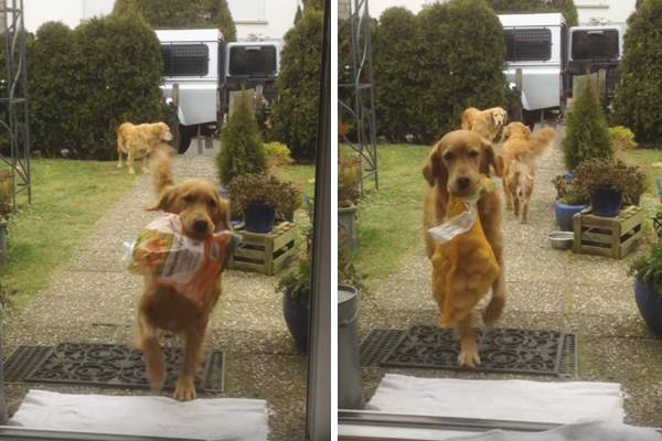 Cachorrinhos prestativos ajudam donos a descarregar compras do mercado em vídeo fofo