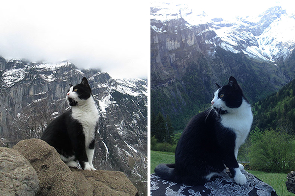 Gato ajuda turista perdido a encontrar caminho de volta para o hotel após caminhada na Suíça
