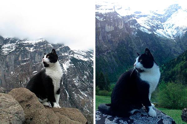 Gato ajuda turista perdido a encontrar caminho de volta para o hotel após caminhada na Suíça
