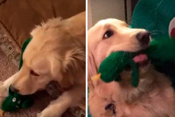 Rapaz surpreende mascote ao aparecer fantasiado como o brinquedo favorito do animal de estimação
