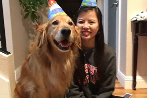 Registro de golden retriever assistindo a vídeos de outros cachorros faz sucesso na internet