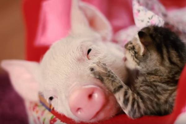 Porquinha e gata resgatadas com poucos dias de diferença se tornam “melhores amigas”