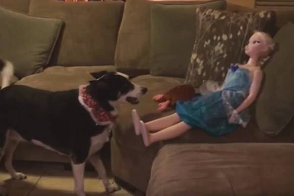 Cachorrinho confunde boneca de “Frozen” com humano e fica frustrado ao não receber carinho