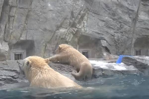 Mãe salva filhotinho de urso-polar que não sabe nadar em vídeo