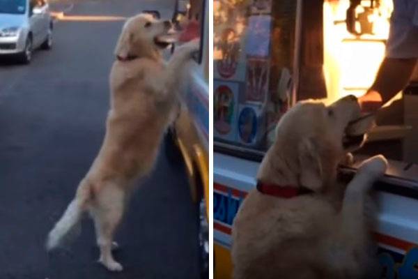 Este Golden Retriever gosta tanto de sorvete que faz questão de pedir a sobremesa sozinho