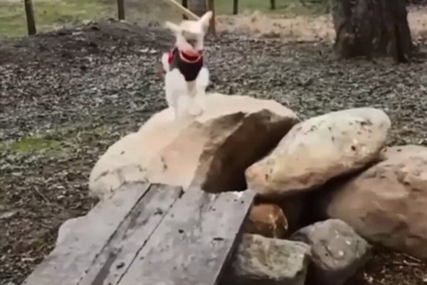 Esta cabrinha está tão empolgada quanto você para o fim de semana
