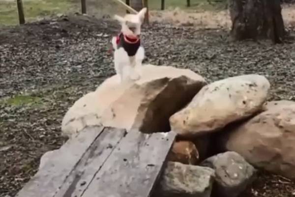 Esta cabrinha está tão empolgada quanto você para o fim de semana