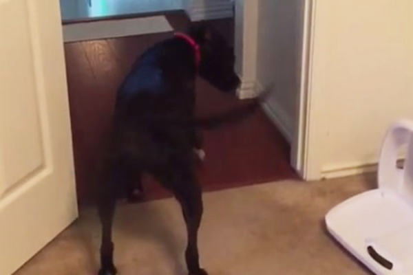 Cachorro descobre maneira diferente de superar seu medo de portas e vídeo faz sucesso na internet; assista