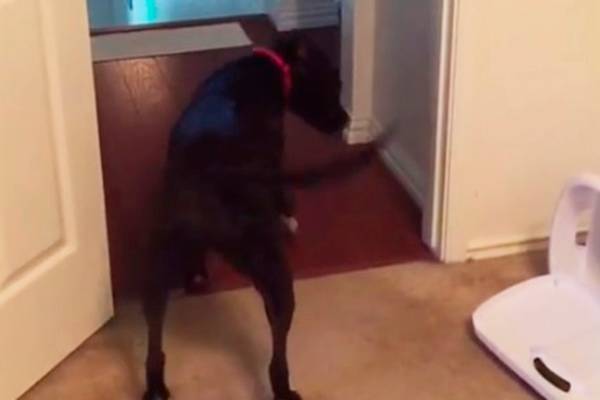 Cachorro descobre maneira diferente de superar seu medo de portas e vídeo faz sucesso na internet; assista