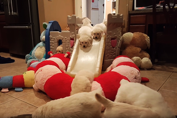 Vídeo fofíssimo mostra 16 filhotes de golden retriever brincando em um escorregador