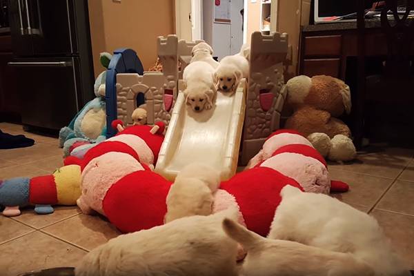 Vídeo fofíssimo mostra 16 filhotes de golden retriever brincando em um escorregador
