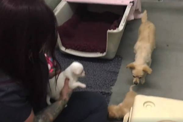 Cachorrinha reencontra filhotes perdidos em vídeo que emocionou as redes sociais
