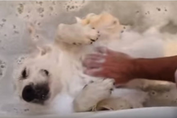 Você vai sentir inveja deste simpático cachorrinho ao ver o relaxante banho que ele está tomando