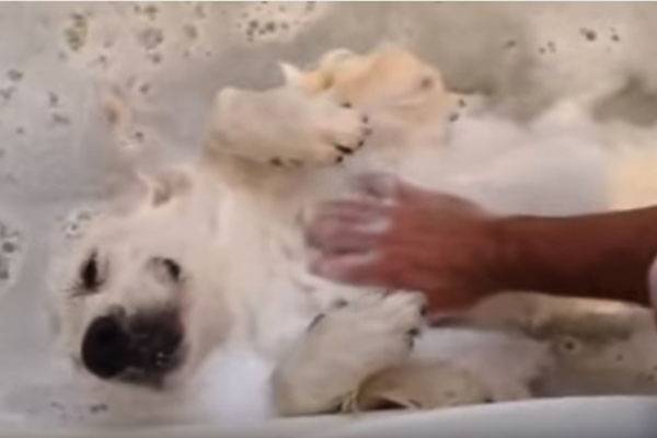 Você vai sentir inveja deste simpático cachorrinho ao ver o relaxante banho que ele está tomando