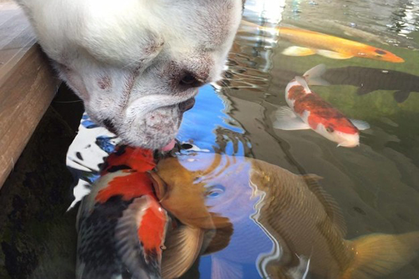 Amizade entre carpa e buldogue francês que trocam beijos comove a internet