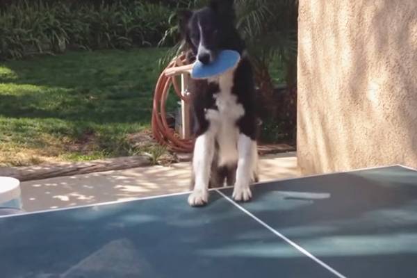 Gêmeas fofas dançam enquanto sua mãe canta em vídeo viral