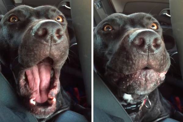 Você vai se identificar com este cachorro ‘cantando’ “Hello”, de Adele