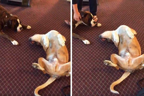 Em “pegadinha” canina, cachorro finge de morto para assustar mascote que é seu melhor amigo