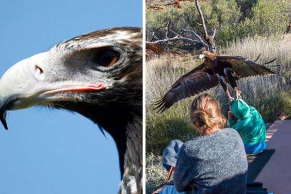 Águia tenta carregar menino em parque da Austrália e momento assustador é registrado em fotos