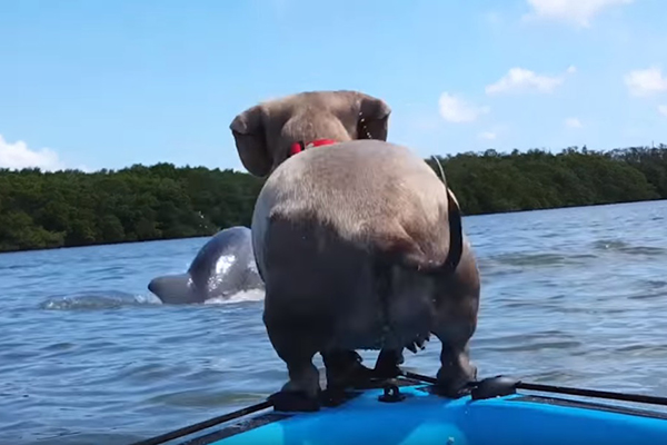 Cachorro se emociona ao encontrar golfinhos em vídeo com final surpreendente