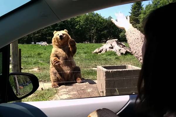 Urso mais legal do mundo acena para turistas e é craque em pegar comida no ar