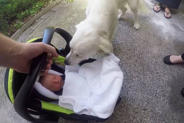 Este golden retriever não consegue conter a emoção ao conhecer o bebê da família