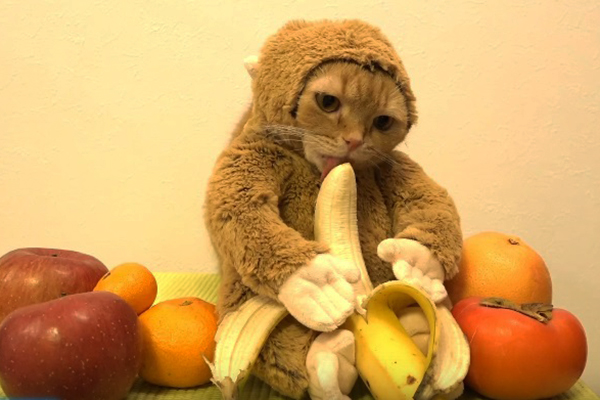 Gatinho fantasiado de macaco come banana em vídeo estranhamente fofo