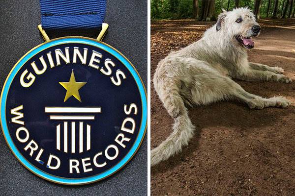 Conheça Keon, o cachorro dono do “maior rabo do mundo” de acordo com o Livro Guinness de Recordes