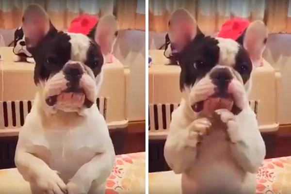 Este simpático cachorrinho não tem vergonha de implorar por um petisco em vídeo fofo