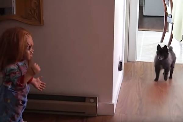Cachorro morre de medo de boneco Chucky em vídeo divertido
