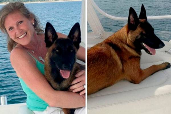 Cachorrinha nada 10 quilômetros e caminha mais 20 quilômetros para reencontrar família