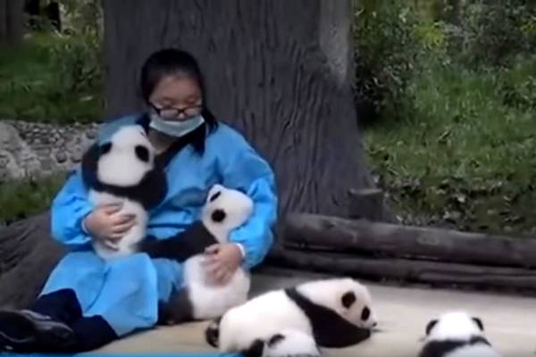 Saiba quanto ganha um “abraçador” oficial de pandas e conheça detalhes da fofíssima profissão