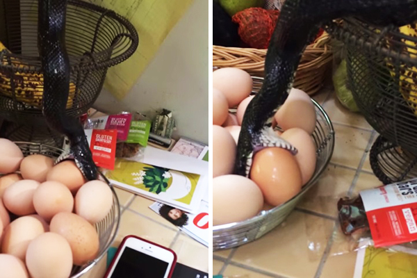 Vídeo de cobra tentando roubar ovos da cozinha faz sucesso na internet