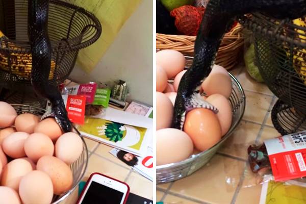 Vídeo de cobra tentando roubar ovos da cozinha faz sucesso na internet