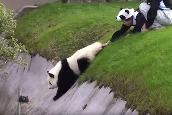 Filhote brincalhão de panda leva cuidadores do zoológico à loucura com travessuras