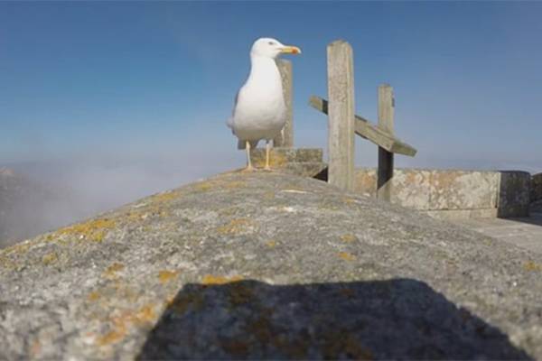 Gaivota rouba câmera, filma ilha na Espanha e ainda faz “selfie”