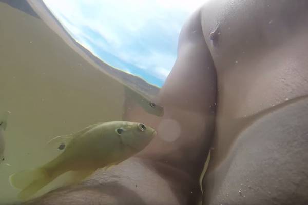 Peixe suicida ataca mamilo de homem em vídeo engraçado que fez sucesso na web