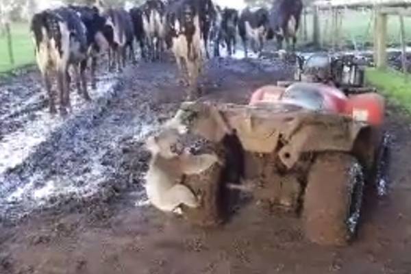 Coala ‘demoníaco’ persegue garotas em vídeo bizarro que fez sucesso na internet