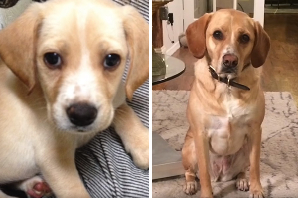 Cachorrinho reencontra “irmãos” quatro anos após ser adotado em vídeo emocionante