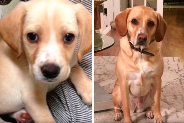 Cachorrinho reencontra “irmãos” quatro anos após ser adotado em vídeo emocionante