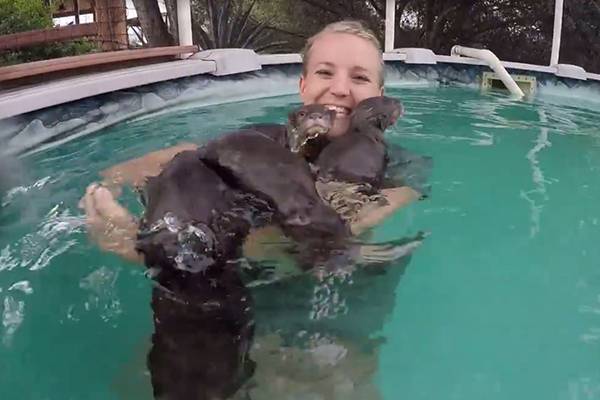 Repórter nada com filhotes de lontra no vídeo mais fofo que você verá hoje