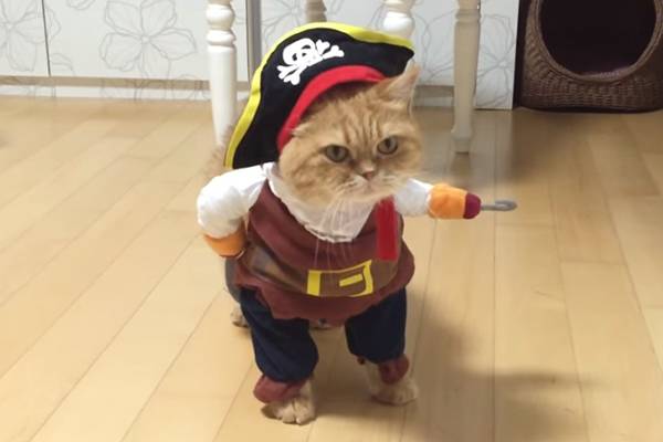 Este gato fantasiado de pirata está pronto para roubar seus doces do Dia das Bruxas