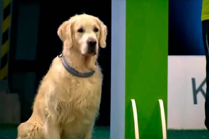 Cachorro se distrai em prova de concentração e o resultado é incrivelmente engraçado