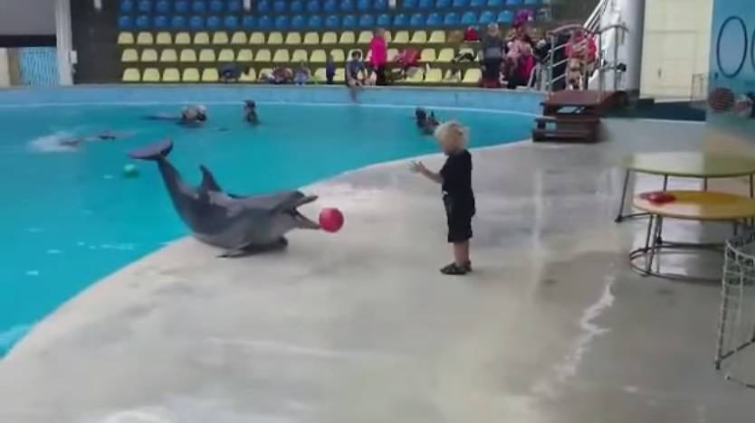 Este vídeo de um garotinho brincando de jogar bola com um golfinho é a coisa mais fofa que você verá hoje