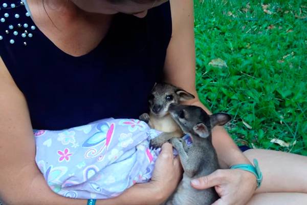 Parque Nacional registra primeiro encontro entre dois filhotes de canguru órfãos e o resultado é adorável