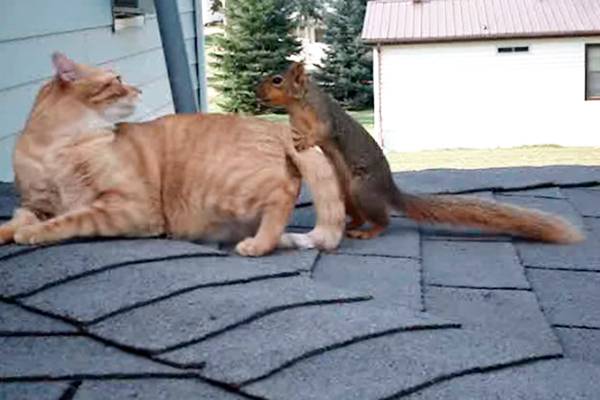 Vídeo flagra brincadeira amigável entre gatinho doméstico e esquilo no telhado; assista